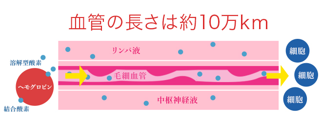 血管の長さは約10万km